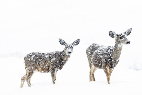 Snowy Deer