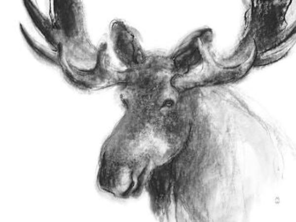 Wildlife Sketches