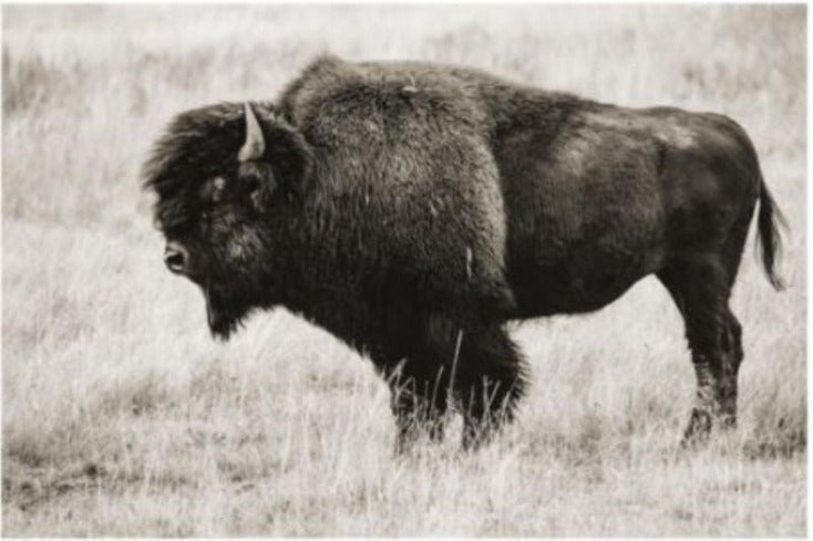 Standing Bison